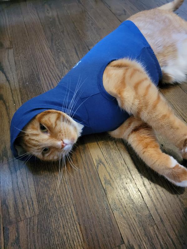 Supreme hoodie 2025 for cats