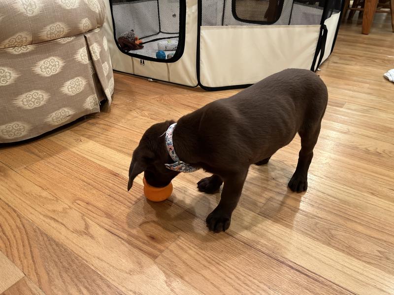 Happy busy puppy