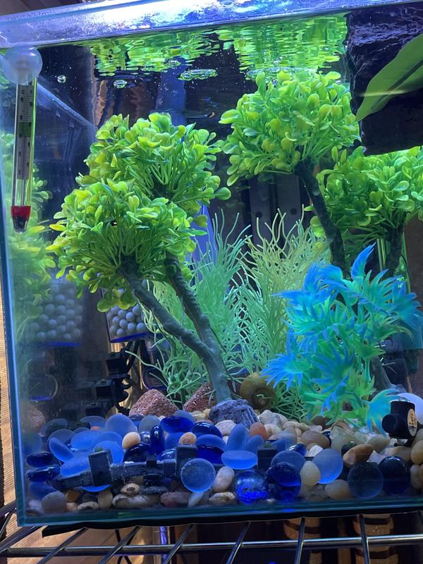 55 gallons freshwater fish tank (mostly fish and non-living decorations) -  Mangrove Forest