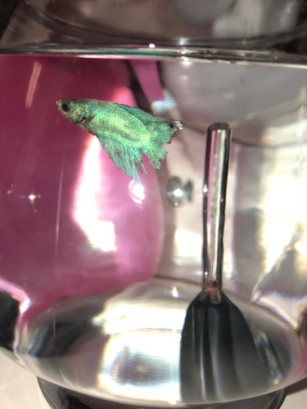 Petco Anubias Silk Betta Plant for Aquariums & Fish Tanks