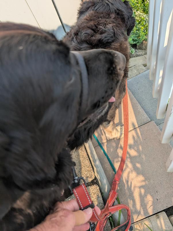 Easy hookup under chin