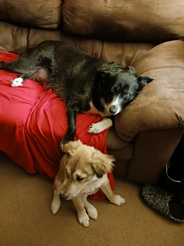black dog is elsa   tan dog is taz