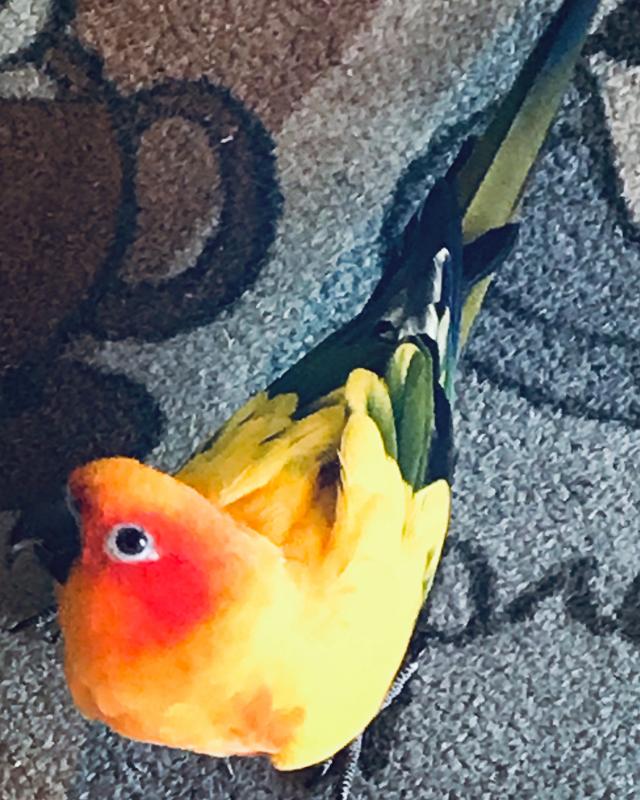 sun conure petco