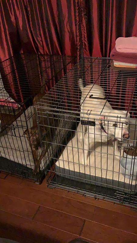 Brown dog on top of old bed with egg crate foam and white dog on this new bed with memory foam.