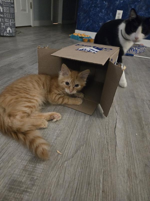He loved the box though.