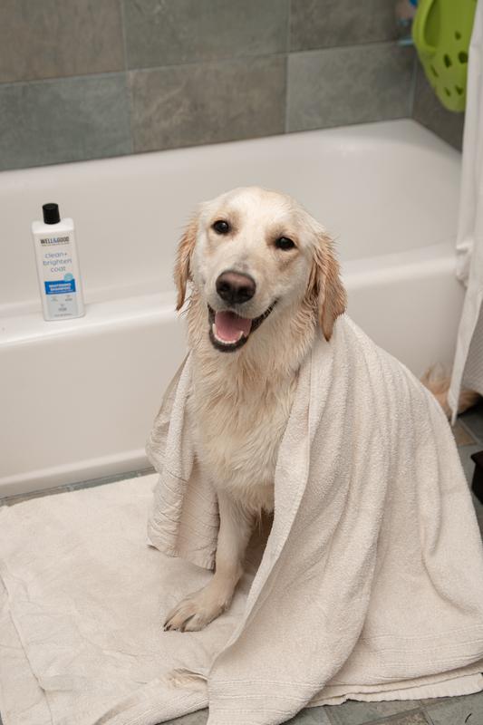 Bluing shampoo clearance for white dogs