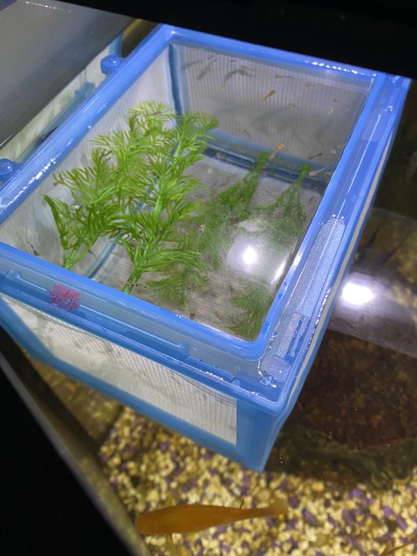 Imagitarium Aquarium Net Breeder 6.75 x 5.5 x 5.63 Petco