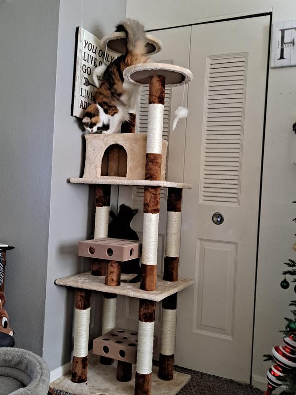 Iq box hotsell cat tree