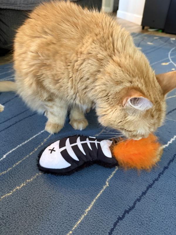 My cat checking out the new toy.