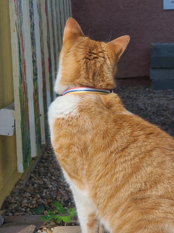 Looks great on orange cats, and probably good on many other cat colors, too.