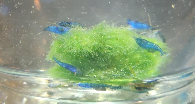 Blue sale shrimp petco