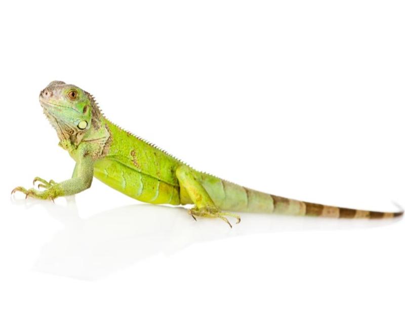 Iguanas for sale store online