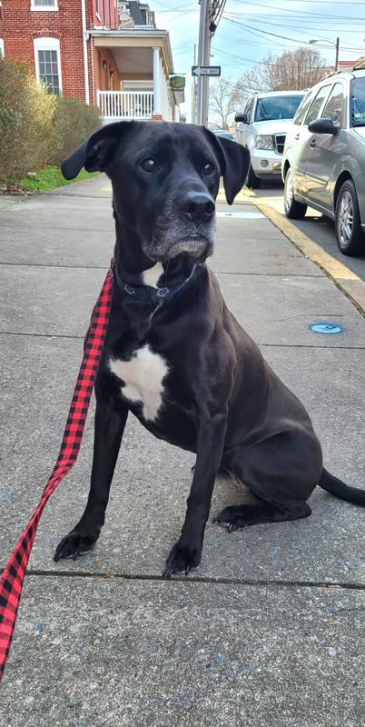 Macy looking stylish with her new leash in her Mommy's favorite plaid.