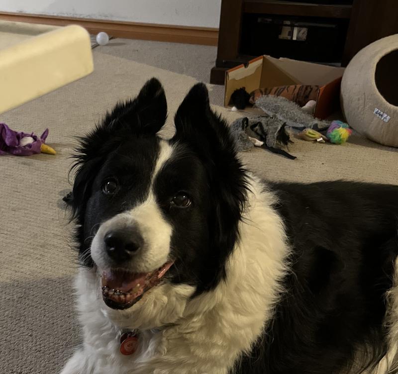 We love Bandit’s ears.