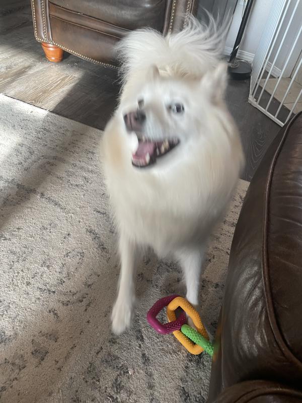 Too excited to get a clear picture! She’s a medium size dog. About 26 lbs