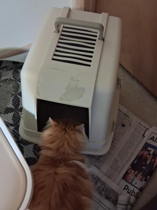 Kitty is not upset with the change!