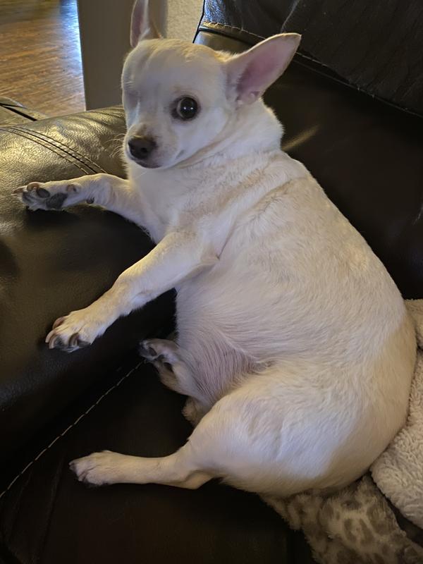 Look at my happy belly… thank you Petco.