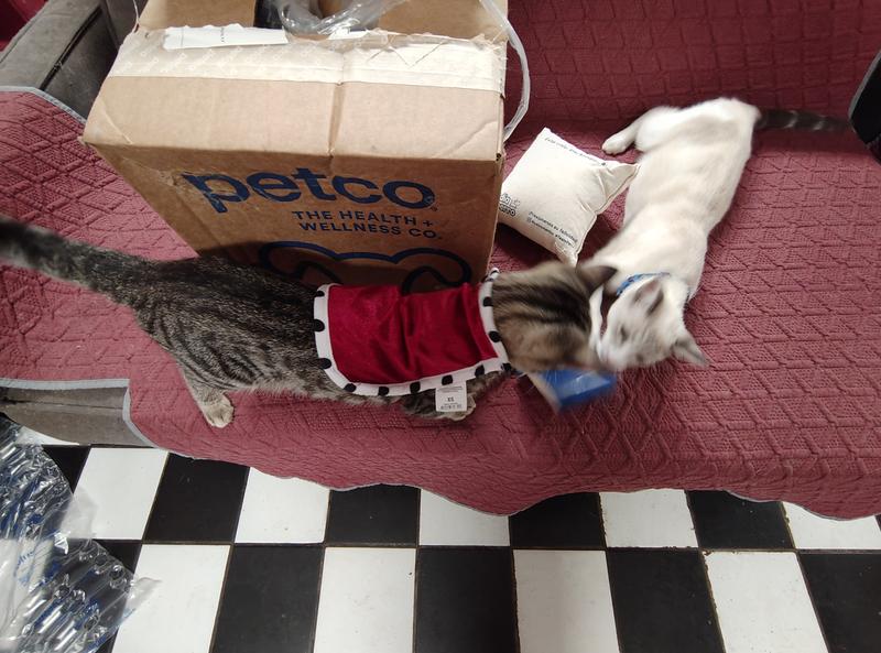 For cats of all shapes and sizes!