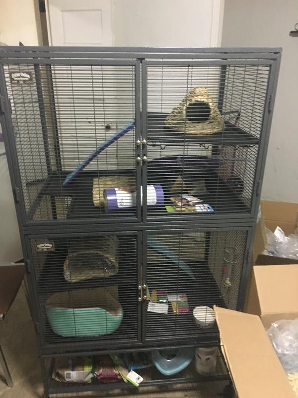 Chinchilla Chinchilla Lanigera Petco