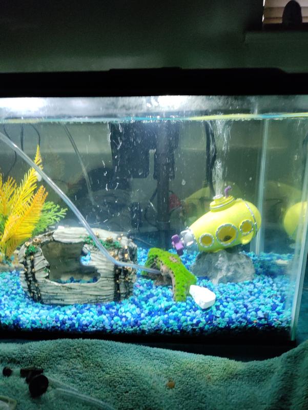 10 gallon tank