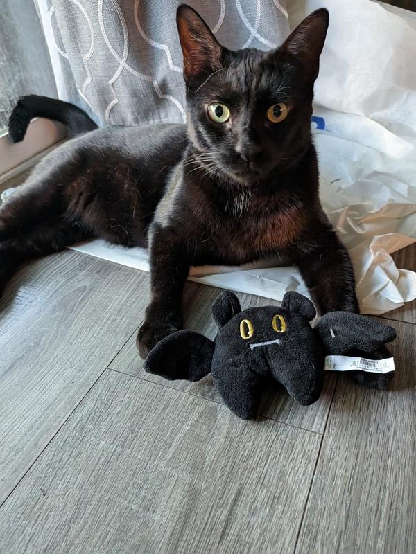 My cat with the bat