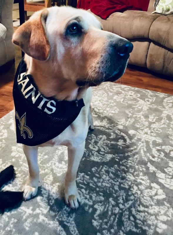 Saints best sale dog bandana