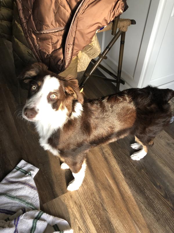 Post bath pic!