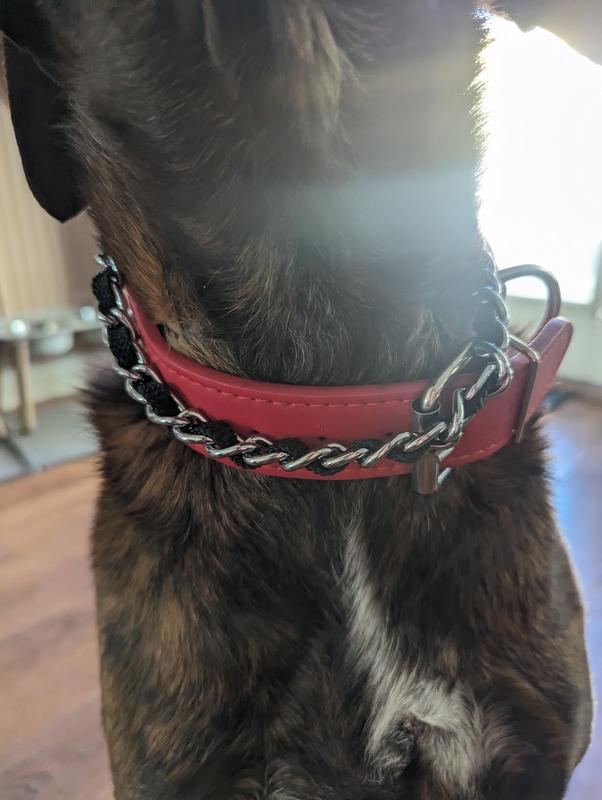 Petco choke collar hotsell