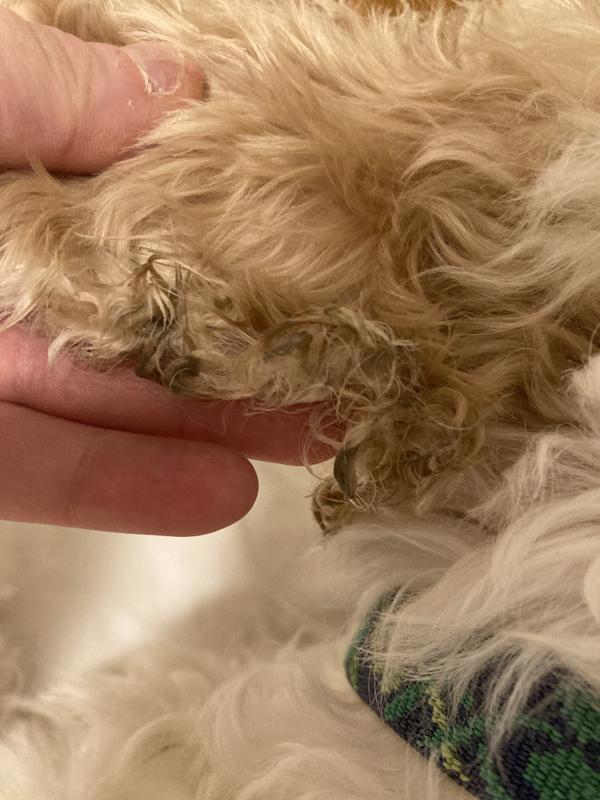 Not recommend for dogs with curls on ears