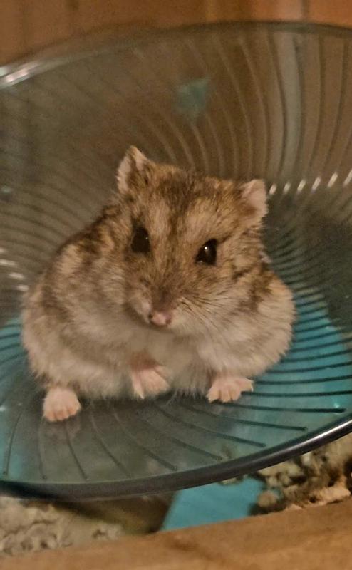 Hamsters for shop sale at petco