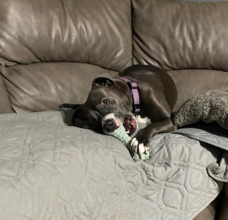 Enjoying her chew toy