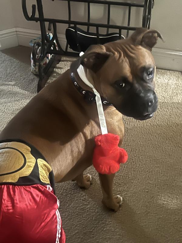 Hello there, I'm a boxer