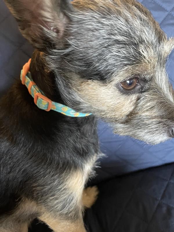 Yorkie Pinscher Mix