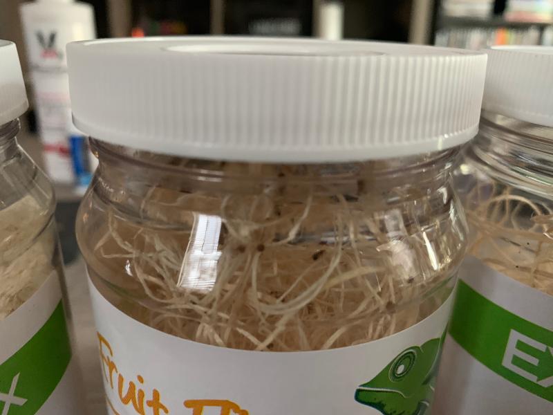 Flightless Fruit Flies For Sale Culture Kit Petco