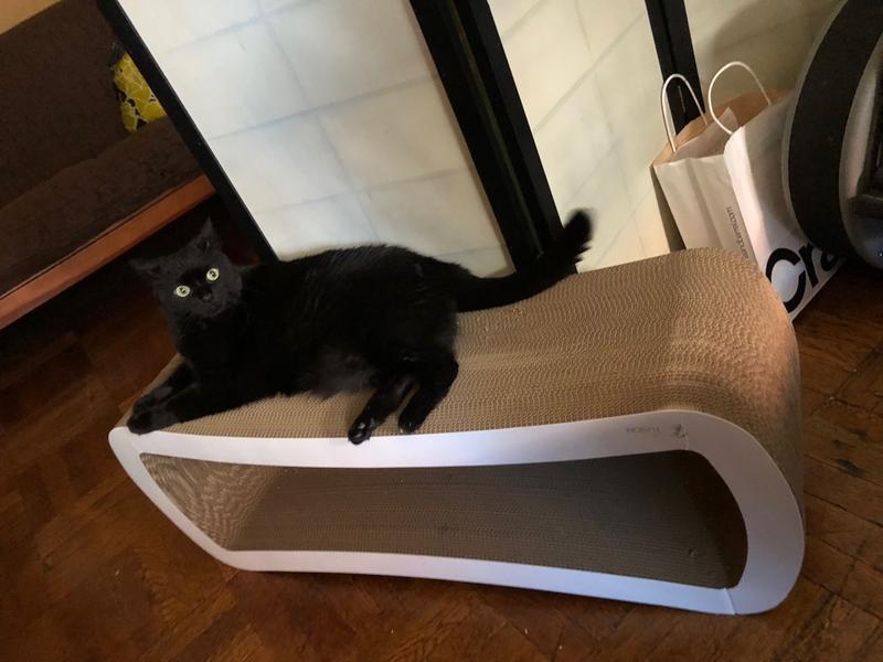 Petfusion jumbo clearance cat scratcher lounge