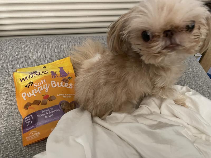 Wellness crunchy 2024 puppy bites