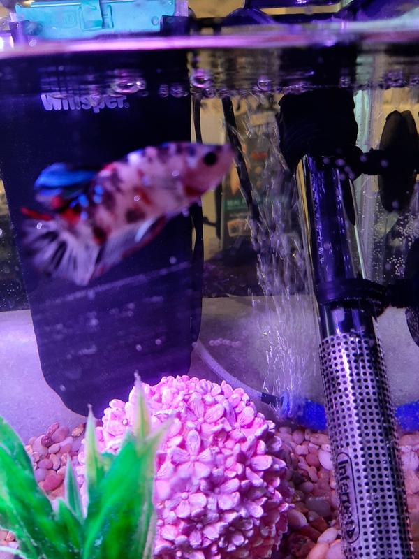 Male Koi Betta for Sale: Order Online | Petco