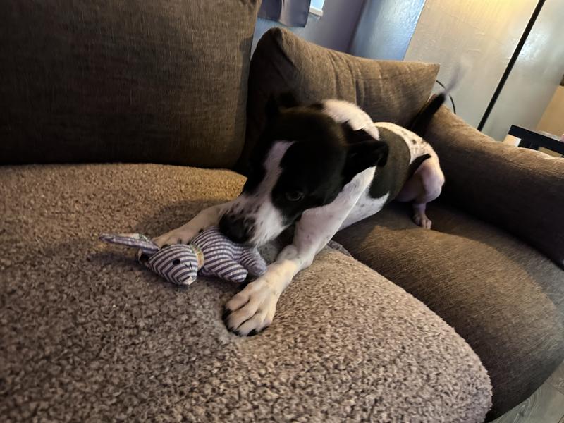 Muse playing with the stuffed toy (seconds before the toy's tail came off)