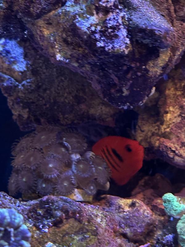 Flame Angel For Sale 1.5" Petco