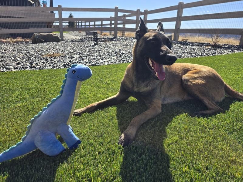 Good size for large dog