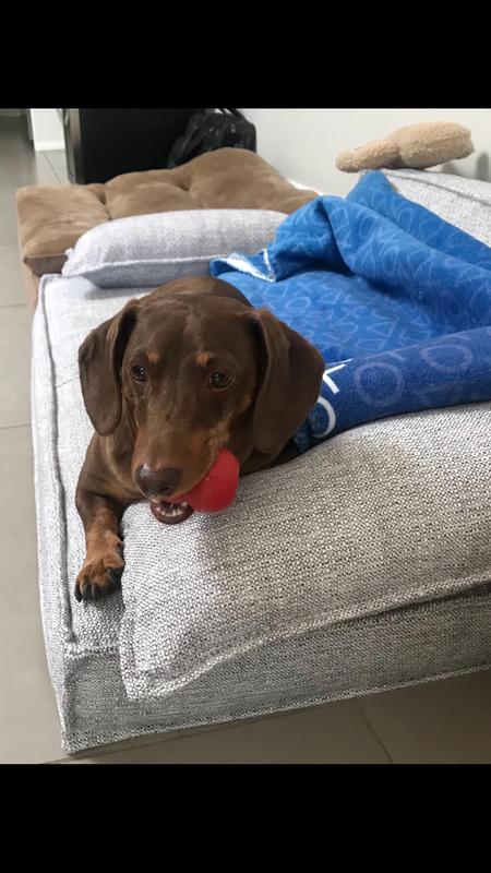 Rusty with his red Kong!