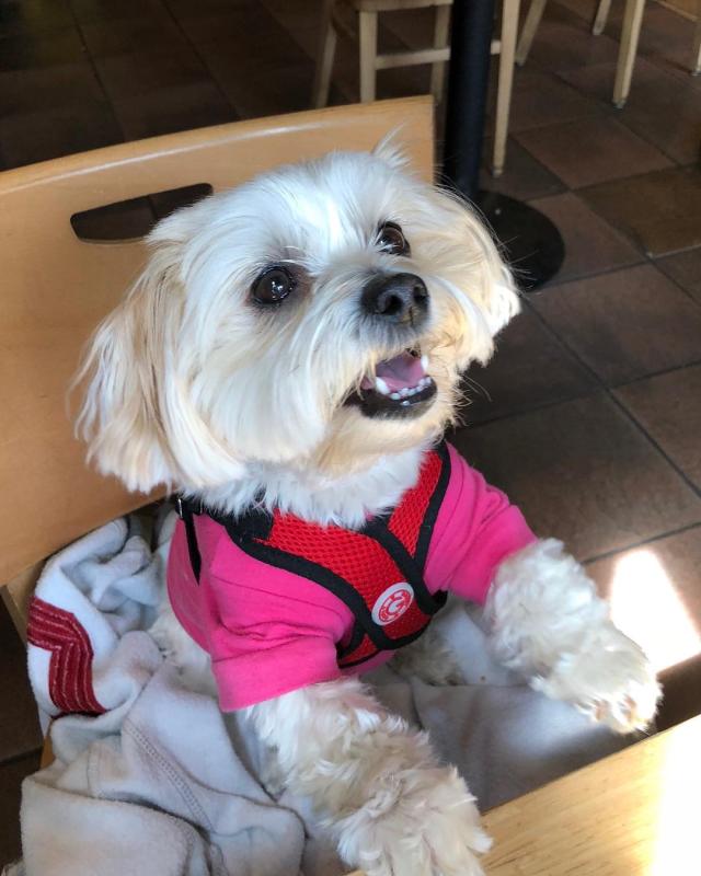 Well & Good Deodorizing Paw and Bum Dog Wipes, Count of 24 Petco