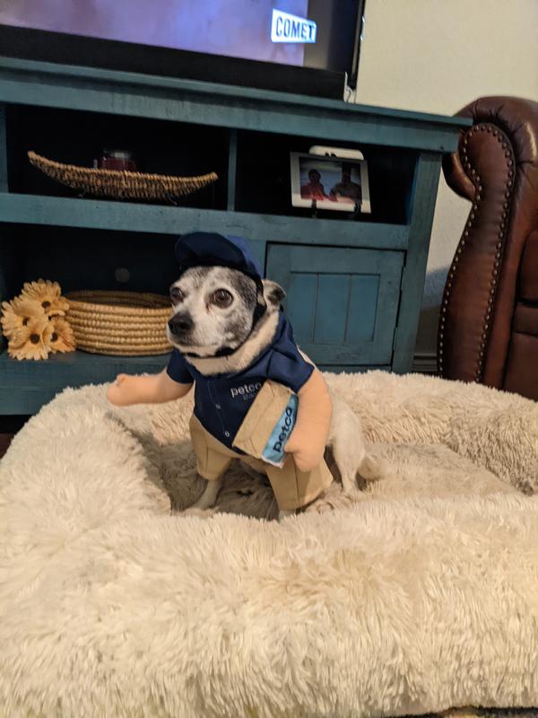 Oversized Hat Dog Beds : NAP CAP