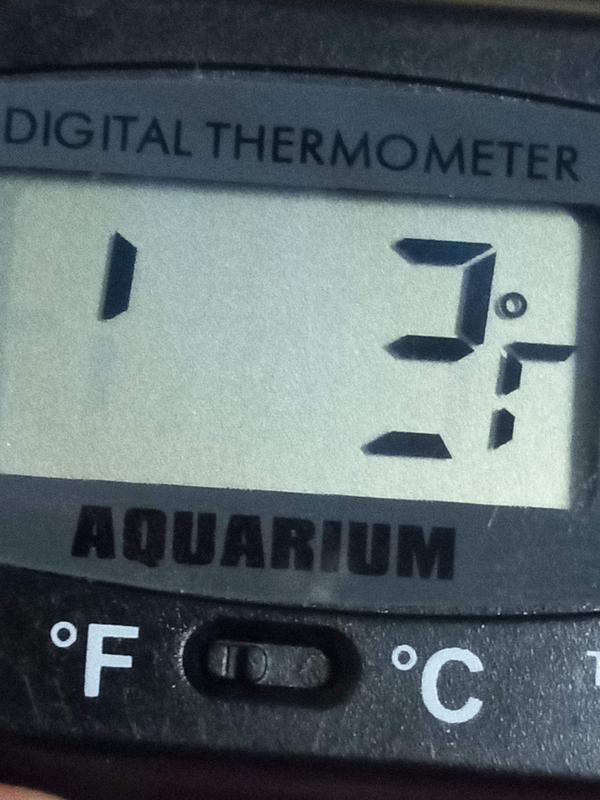 AQUANEAT 2 Pack Aquarium Thermometer Digital Reptile Fish Tank Water  Temperature