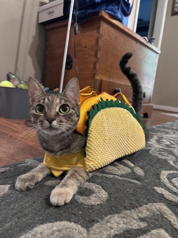 Fish cat costume shop