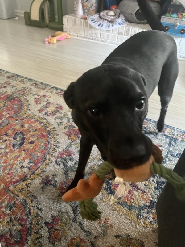 Photo - commentaire 3.