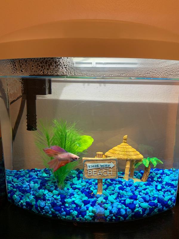 Aqueon Gallon MiniBow LED Desktop Fish Aquarium Kit, Black Petco