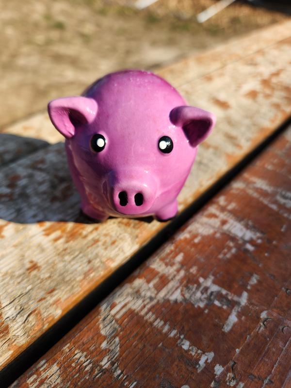 Piggy squeaker toy after 4 days of constant play.