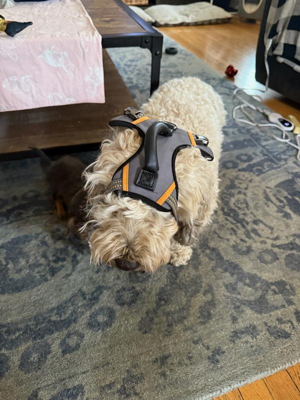 Would not fit his head