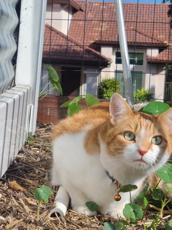 Outside in the garden is always a good place to have a bell on the collar.
